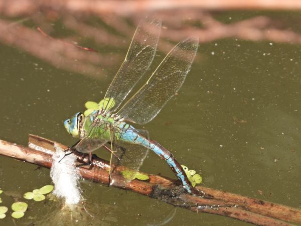 Große Königslibelle 