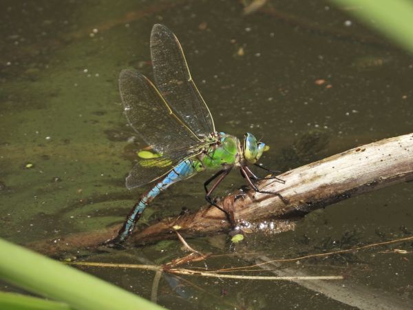 Große Königslibelle 