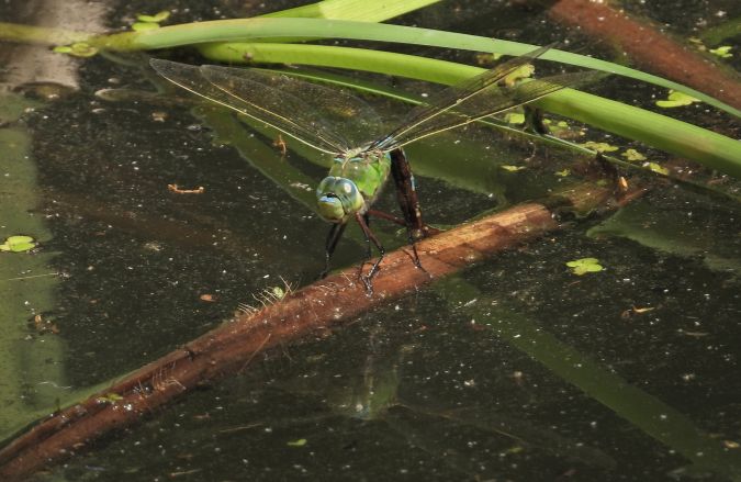 Große Königslibelle 
