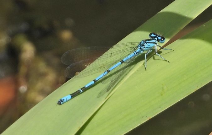 łątka halabardówka 
