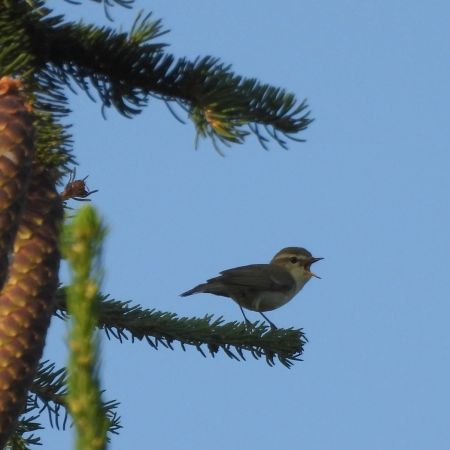 Greenish Warbler 