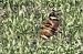 Bussard, unbestimmt 