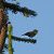 Greenish Warbler 