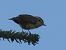 Greenish Warbler 