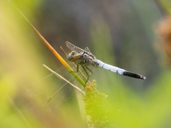 Östlicher Blaupfeil  - Katarzyna Matusik