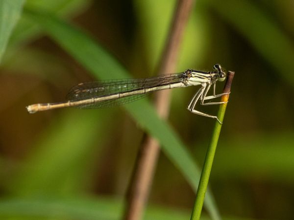 Blaue Federlibelle  - Katarzyna Matusik
