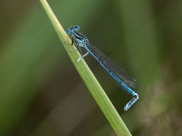 Blaue Federlibelle  - Katarzyna Matusik