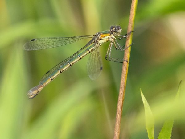pałątka niebieskooka  - Katarzyna Matusik