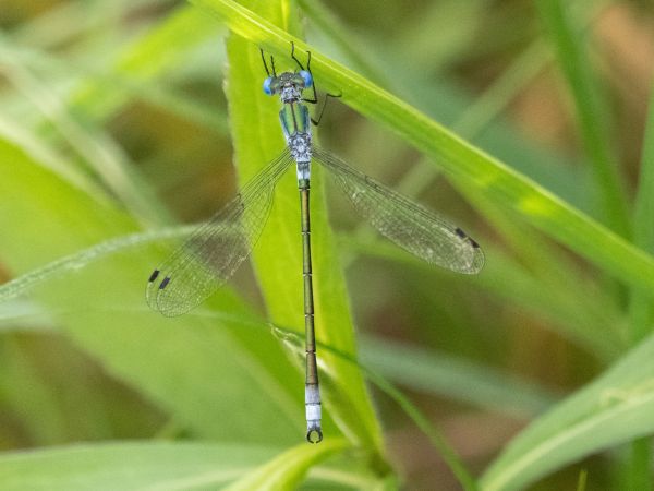 pałątka niebieskooka  - Katarzyna Matusik
