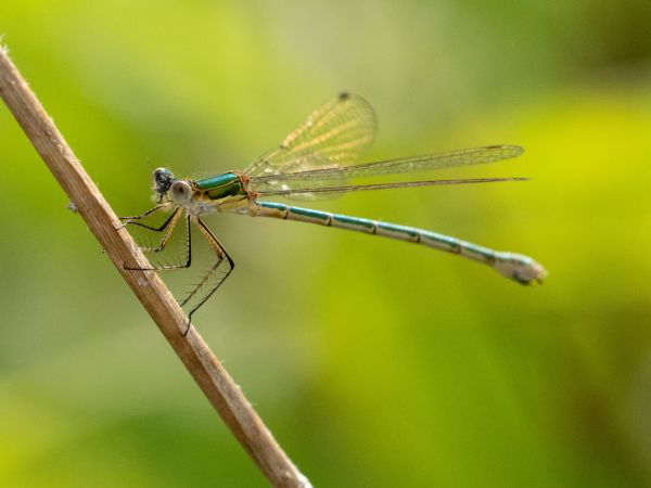 Kleine Binsenjungfer  - Katarzyna Matusik