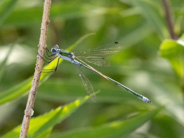 pałątka pospolita  - Katarzyna Matusik