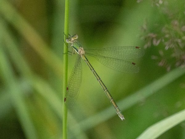 pałątka mała  - Katarzyna Matusik