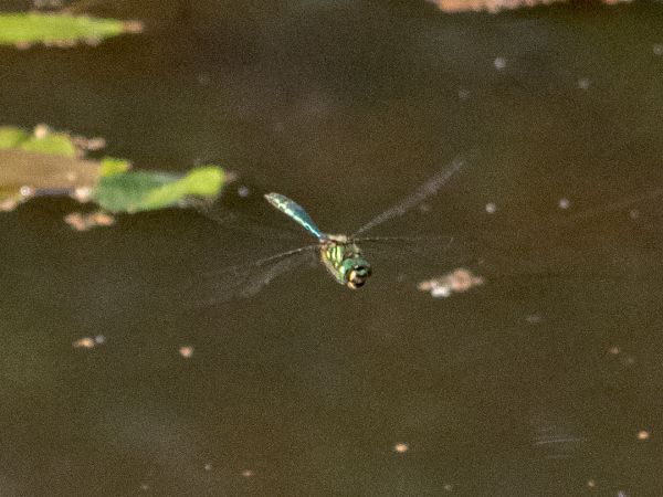 Glänzende Smaragdlibelle  - Katarzyna Matusik