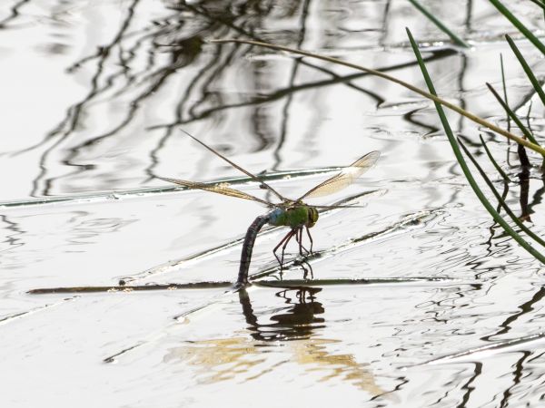husarz władca  - Katarzyna Matusik