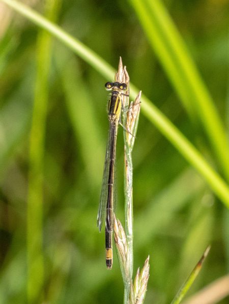 tężnica wytworna  - Katarzyna Matusik