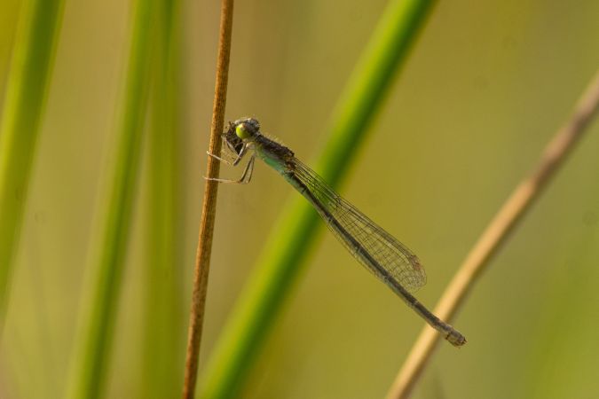 Kleine Pechlibelle  - Katarzyna Matusik
