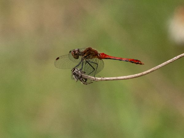 szablak krwisty  - Katarzyna Matusik