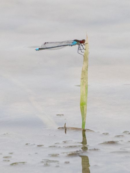 oczobarwnica większa  - Katarzyna Matusik