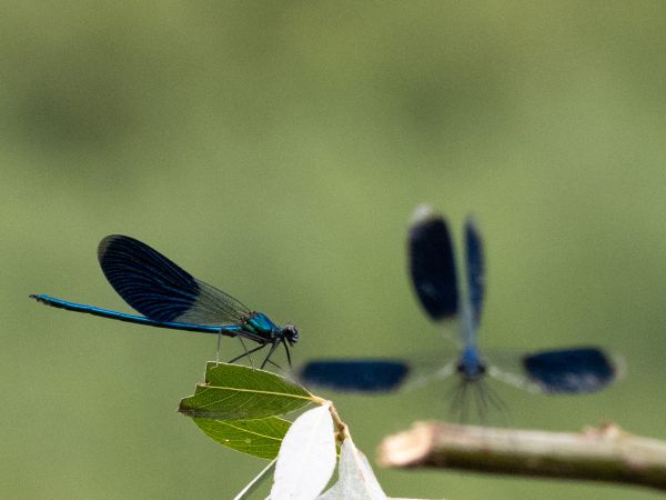 świtezianka błyszcząca  - Katarzyna Matusik