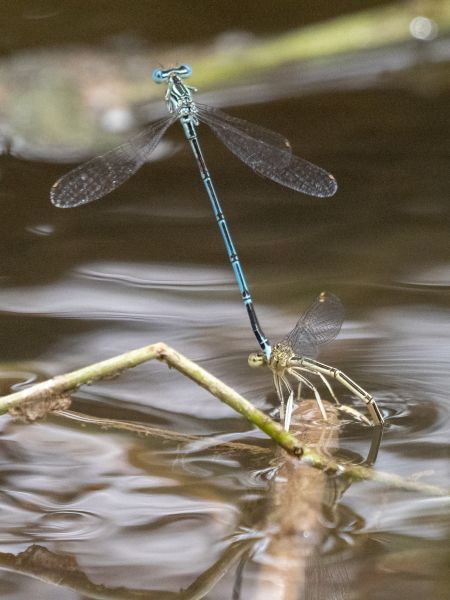 pióronóg zwykły  - Katarzyna Matusik