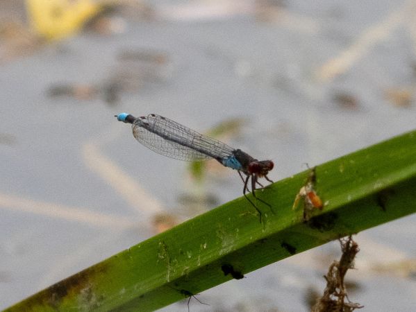 oczobarwnica większa  - Katarzyna Matusik