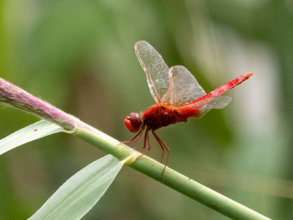 szafranka czerwona  - Katarzyna Matusik