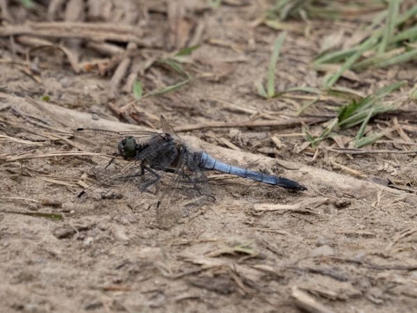 lecicha pospolita  - Katarzyna Matusik