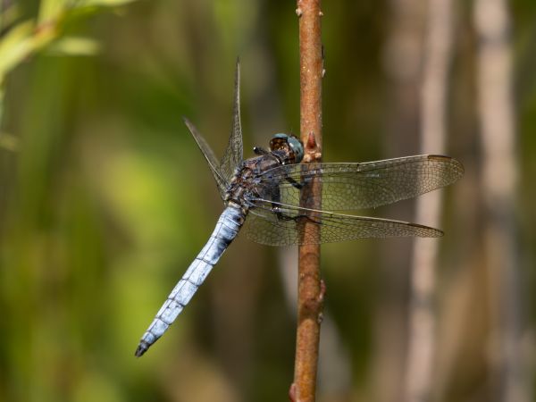 lecicha mała  - Katarzyna Matusik