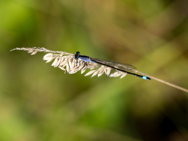 tężnica wytworna  - Katarzyna Matusik