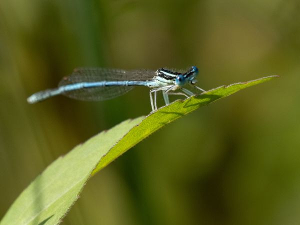 pióronóg zwykły  - Katarzyna Matusik