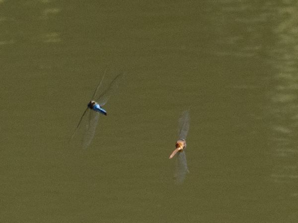 żagiew ruda  - Katarzyna Matusik