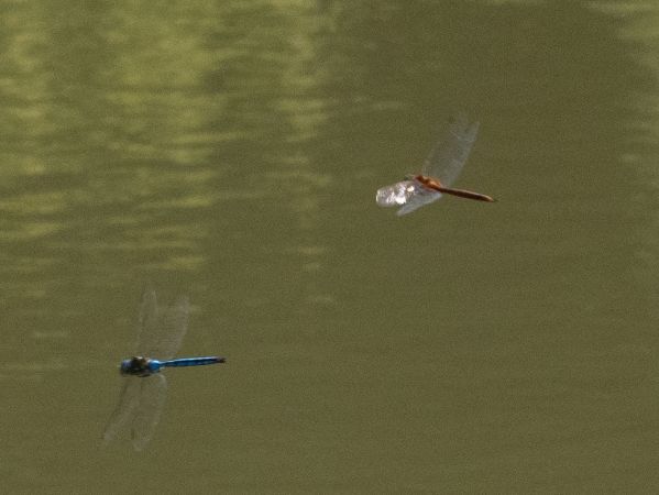 Keilfleck-Mosaikjungfer  - Katarzyna Matusik