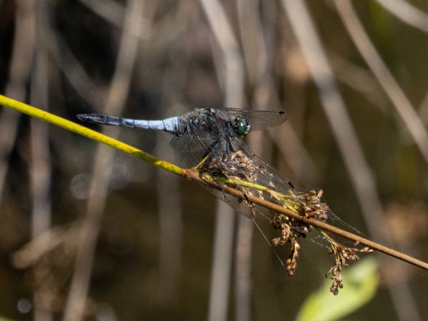 lecicha pospolita  - Katarzyna Matusik