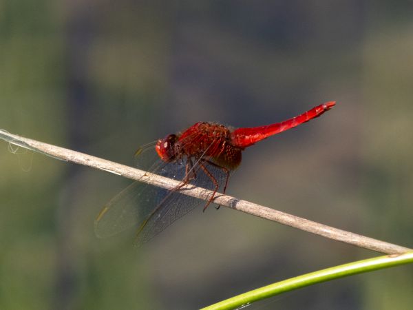 szafranka czerwona  - Katarzyna Matusik