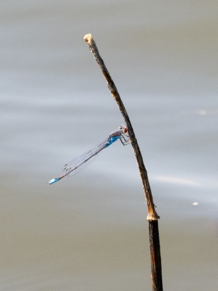 oczobarwnica mniejsza  - Katarzyna Matusik