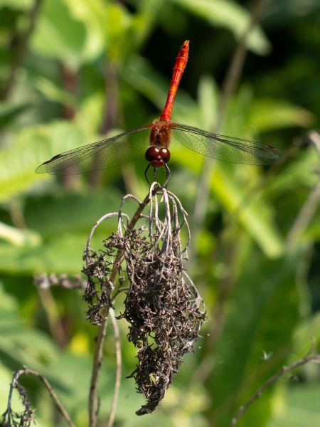 szablak krwisty  - Katarzyna Matusik
