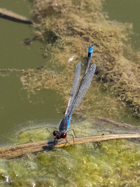 oczobarwnica mniejsza  - Katarzyna Matusik