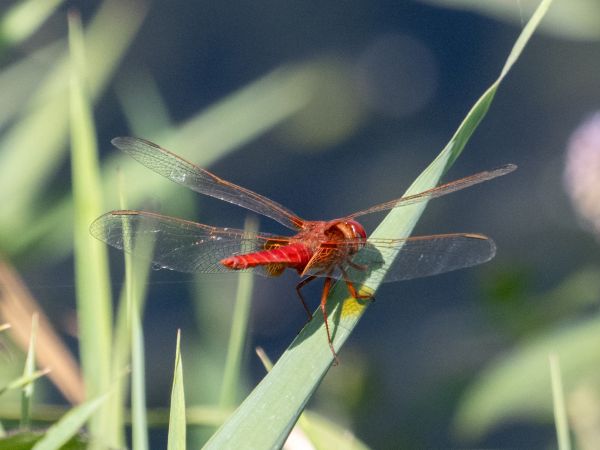 szafranka czerwona  - Katarzyna Matusik
