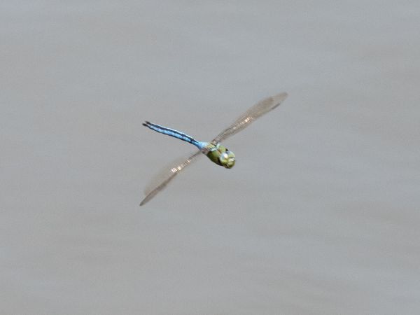 Große Königslibelle  - Katarzyna Matusik