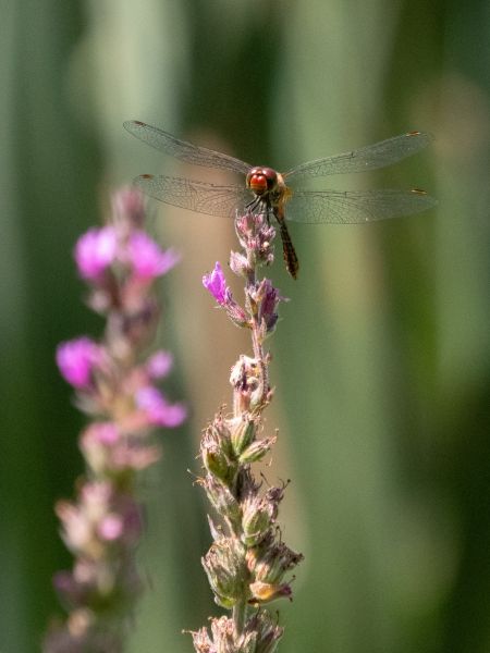 Blutrote Heidelibelle  - Katarzyna Matusik