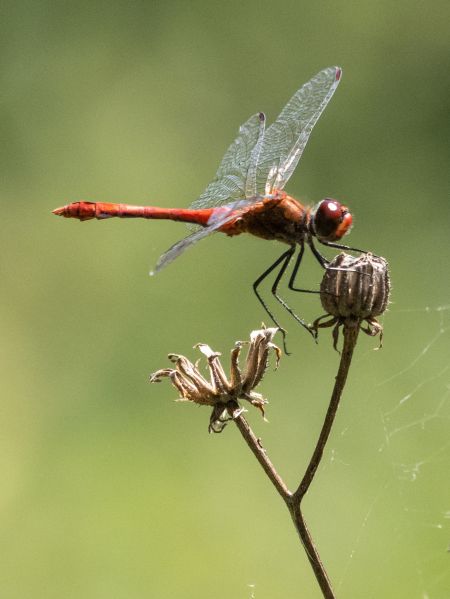 Blutrote Heidelibelle  - Katarzyna Matusik