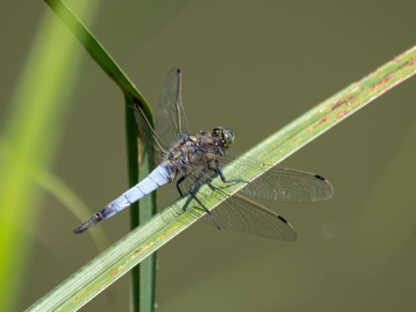lecicha pospolita  - Katarzyna Matusik