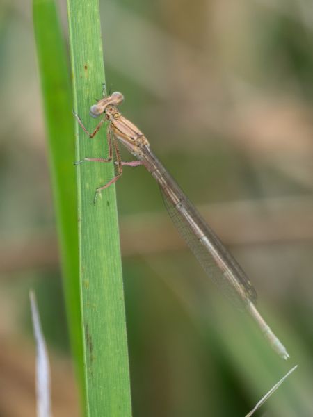 pióronóg zwykły  - Katarzyna Matusik