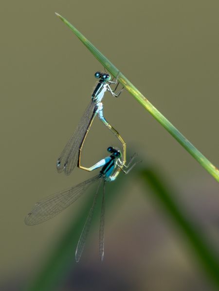 tężnica wytworna  - Katarzyna Matusik