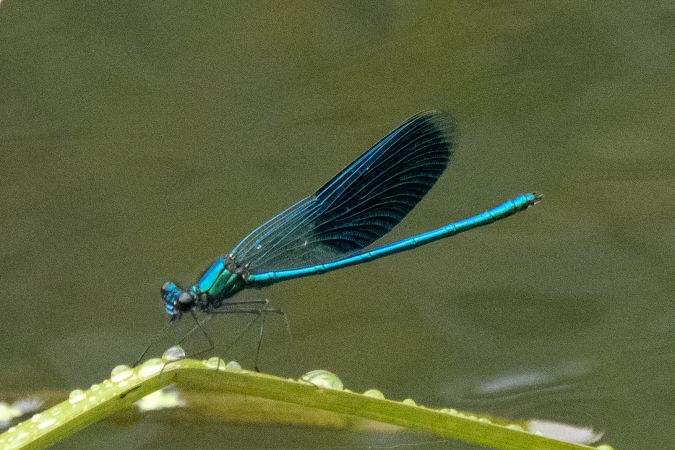 świtezianka błyszcząca  - Katarzyna Matusik