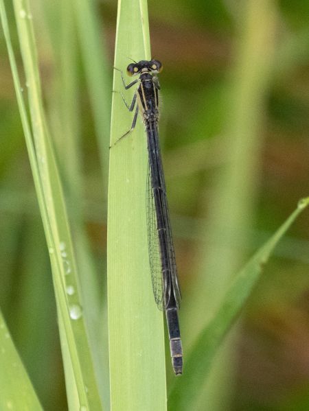 tężnica wytworna  - Katarzyna Matusik
