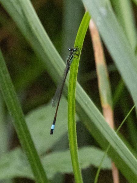 tężnica wytworna  - Katarzyna Matusik