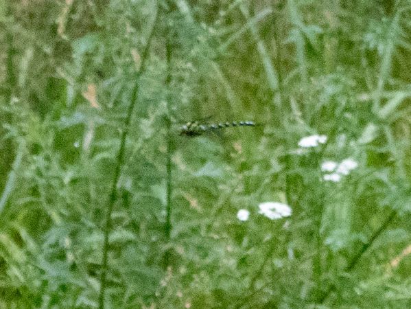 żagnica sina  - Katarzyna Matusik