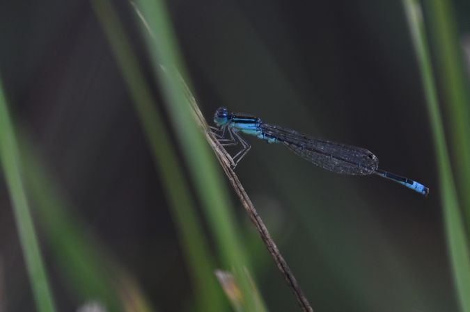 tężnica mała  - Daniel Stasiowski