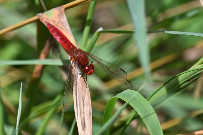 Feuerlibelle  - Daniel Stasiowski